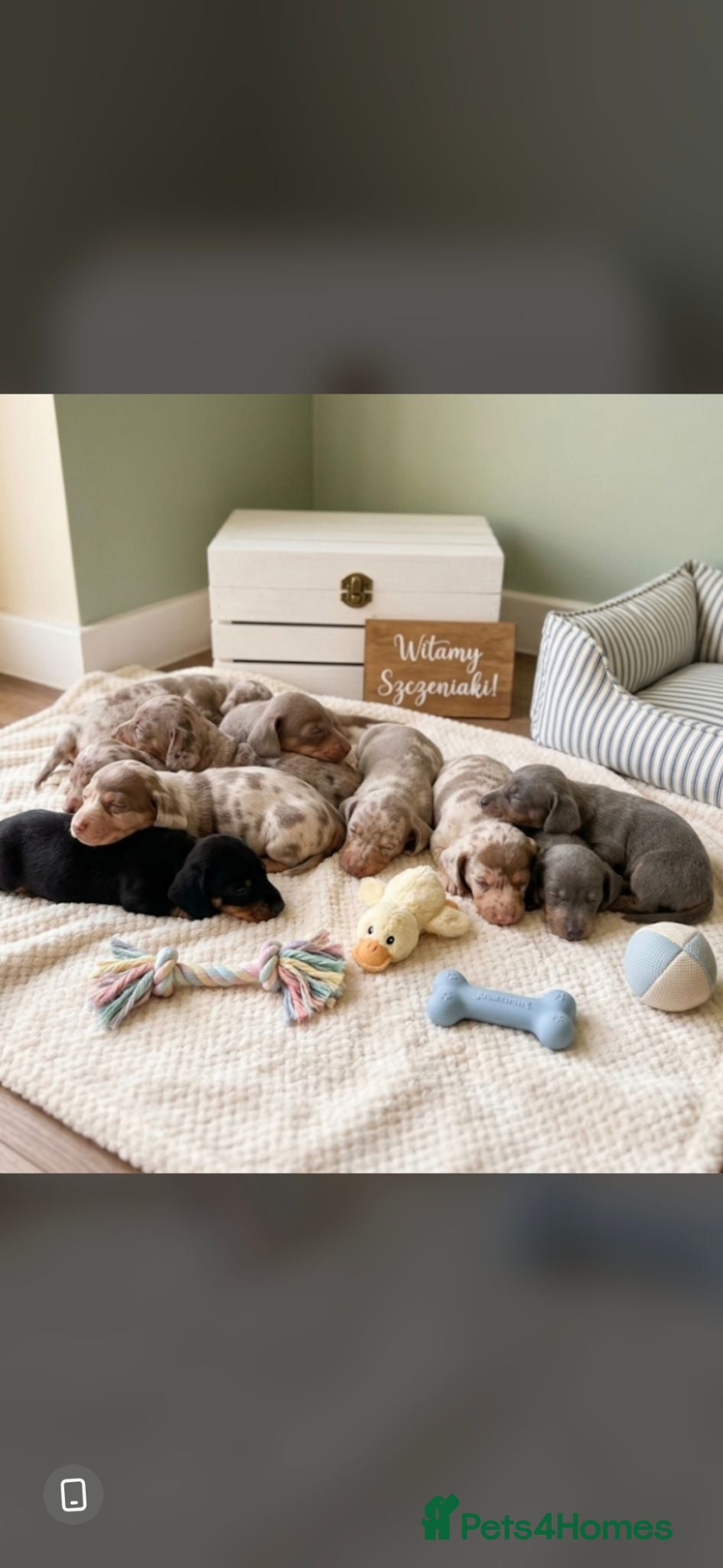 Miniature Dachshund dogs Kc miniature dachshund - Advert 16