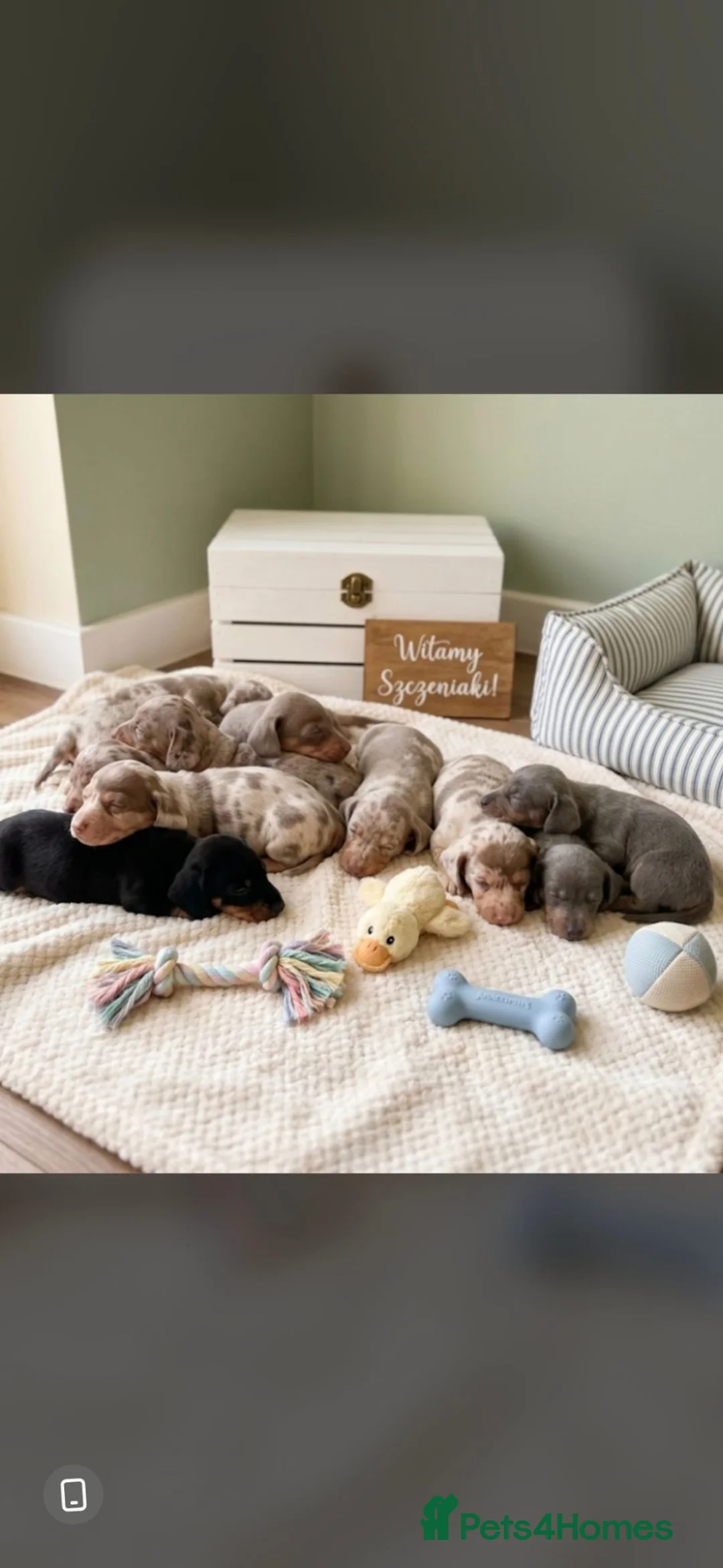 Miniature Dachshund dogs for sale: Kc miniature dachshund - Advert 1