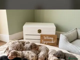 Miniature Dachshund dogs Kc miniature dachshund - Advert 3