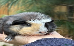 Guinea Pig rodents for sale: Lovely piggies, sheltie, Rex and Peruvian  - Image 5
