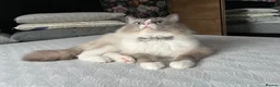 Ragdoll cats for stud: Handsome Ragdoll available for STUD services in Stockport - Advert 2