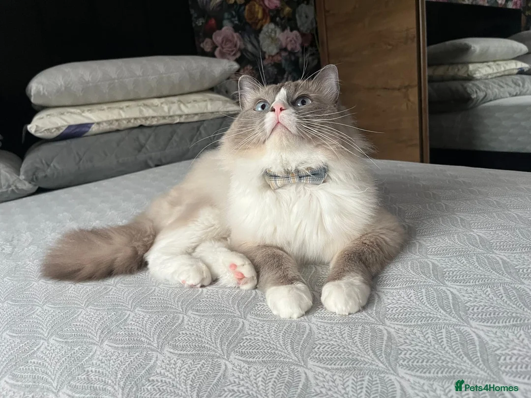 Ragdoll cats for stud: Handsome Ragdoll available for STUD services in Stockport - Advert 2