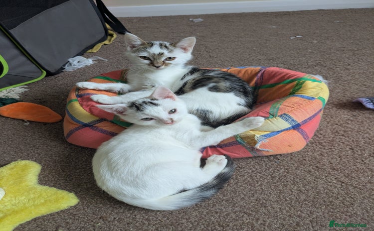Domestic Shorthair cats - Advert 1