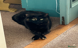 Mixed Breed cats for sale: Sweet 5 yr old tortoiseshell cat - Image 6