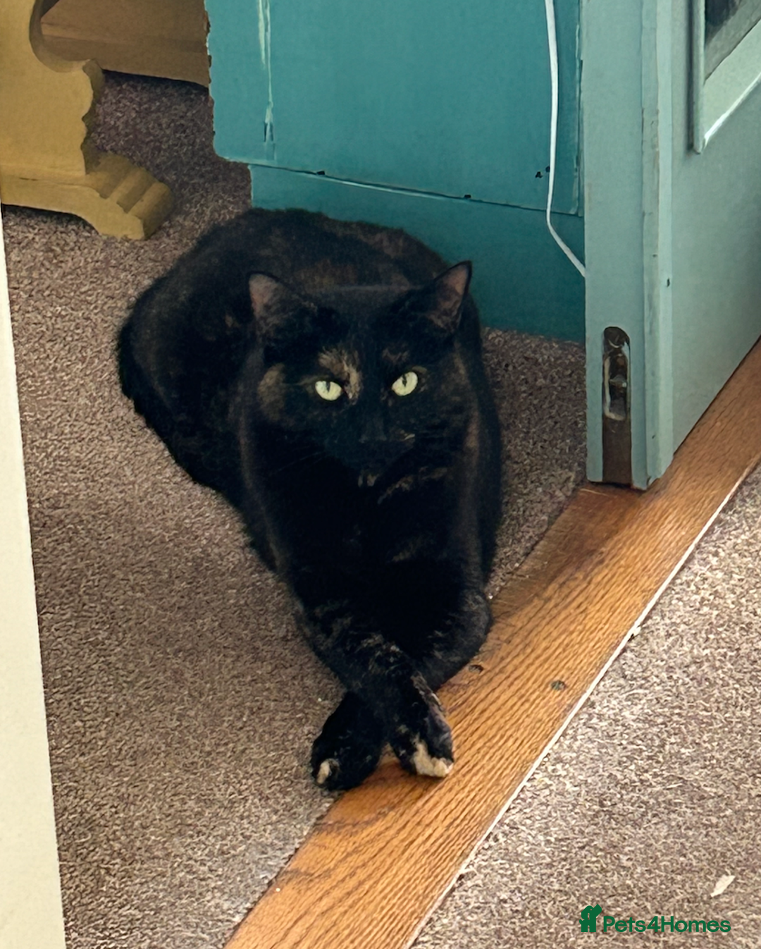 Mixed Breed cats for sale: Sweet 5 yr old tortoiseshell cat - Image 6