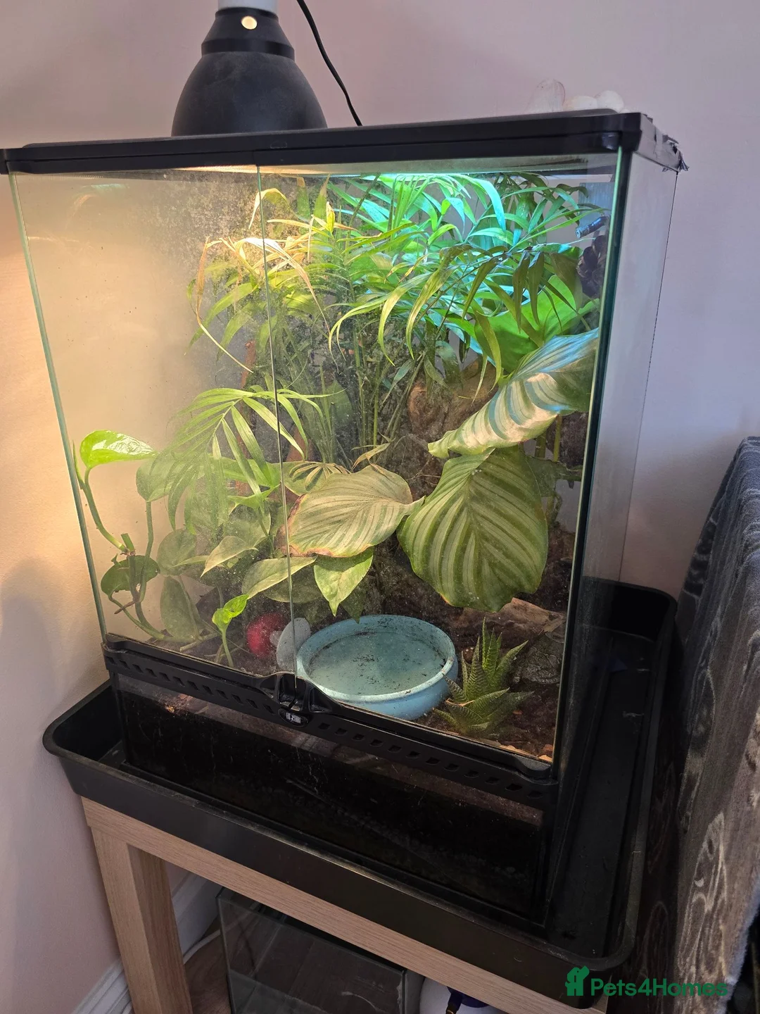 Frog reptiles for sale: Complete Amazon Milk Tree Frog Setup with 2x frogs in Cannock - Advert 2
