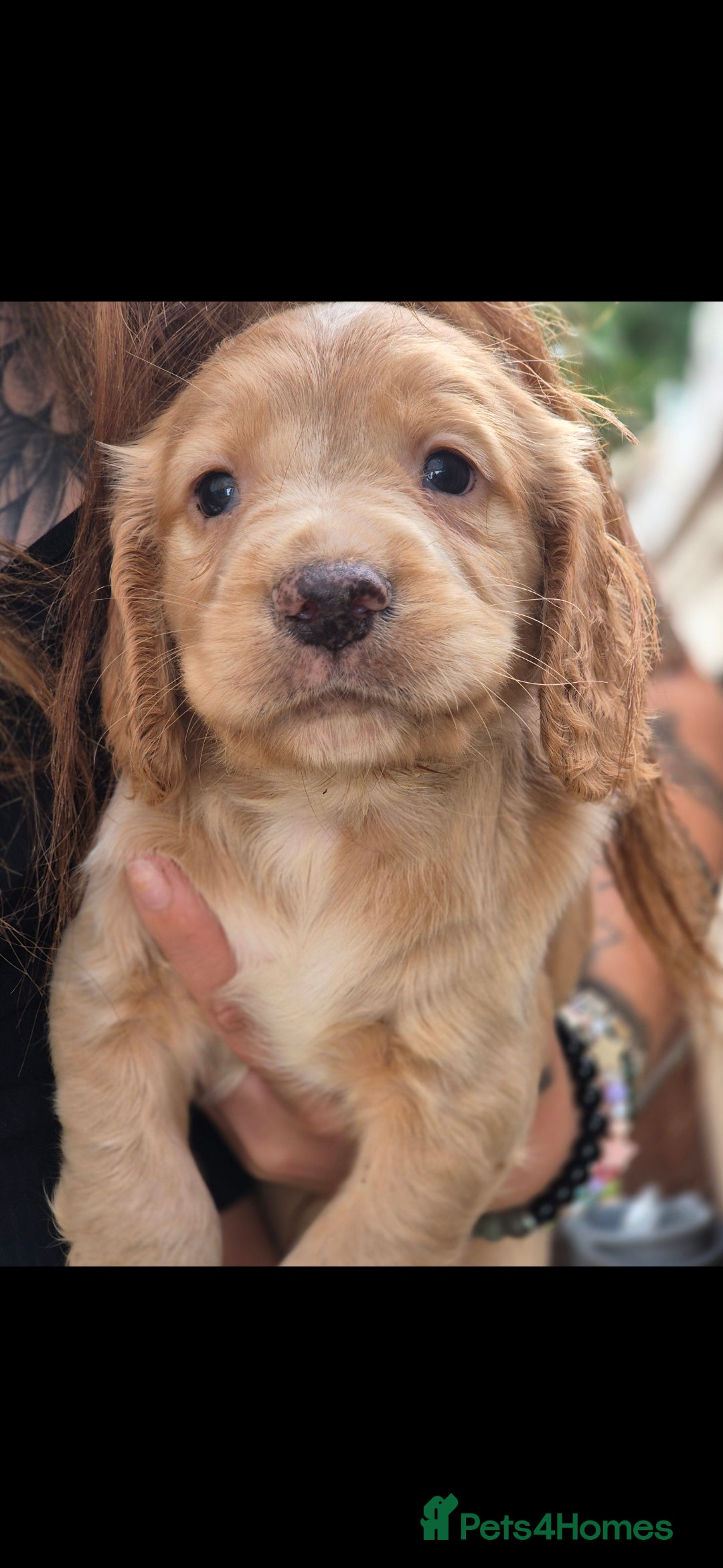 Cocker Spaniel dogs for sale: Merle, red and black cocker pups - Image 5