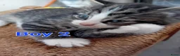 Mixed Breed cats for sale: Kittens for sale - Advert 24