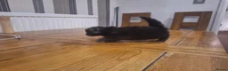 Mixed Breed cats for sale: 4 Tabby kittens - Advert 10