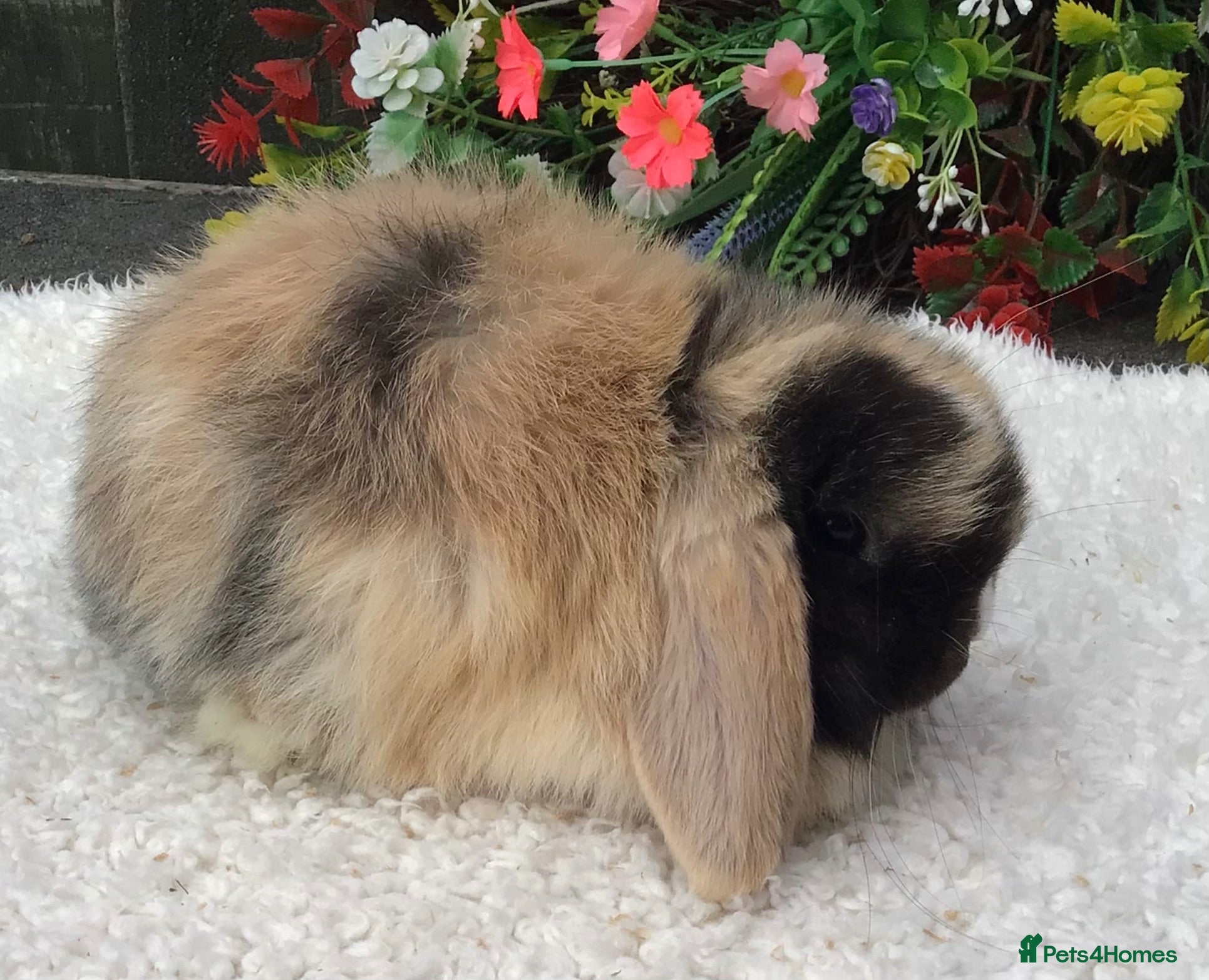 Mini Lop rabbits Mini lop doe - Advert 2