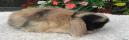 Mini Lop rabbits for sale: Mini lop doe - Advert 2