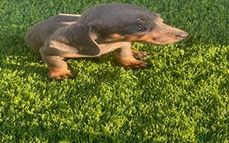 Miniature Dachshund dogs for sale: Adorable Miniature Dachshunds Looking For New Home - Image 3