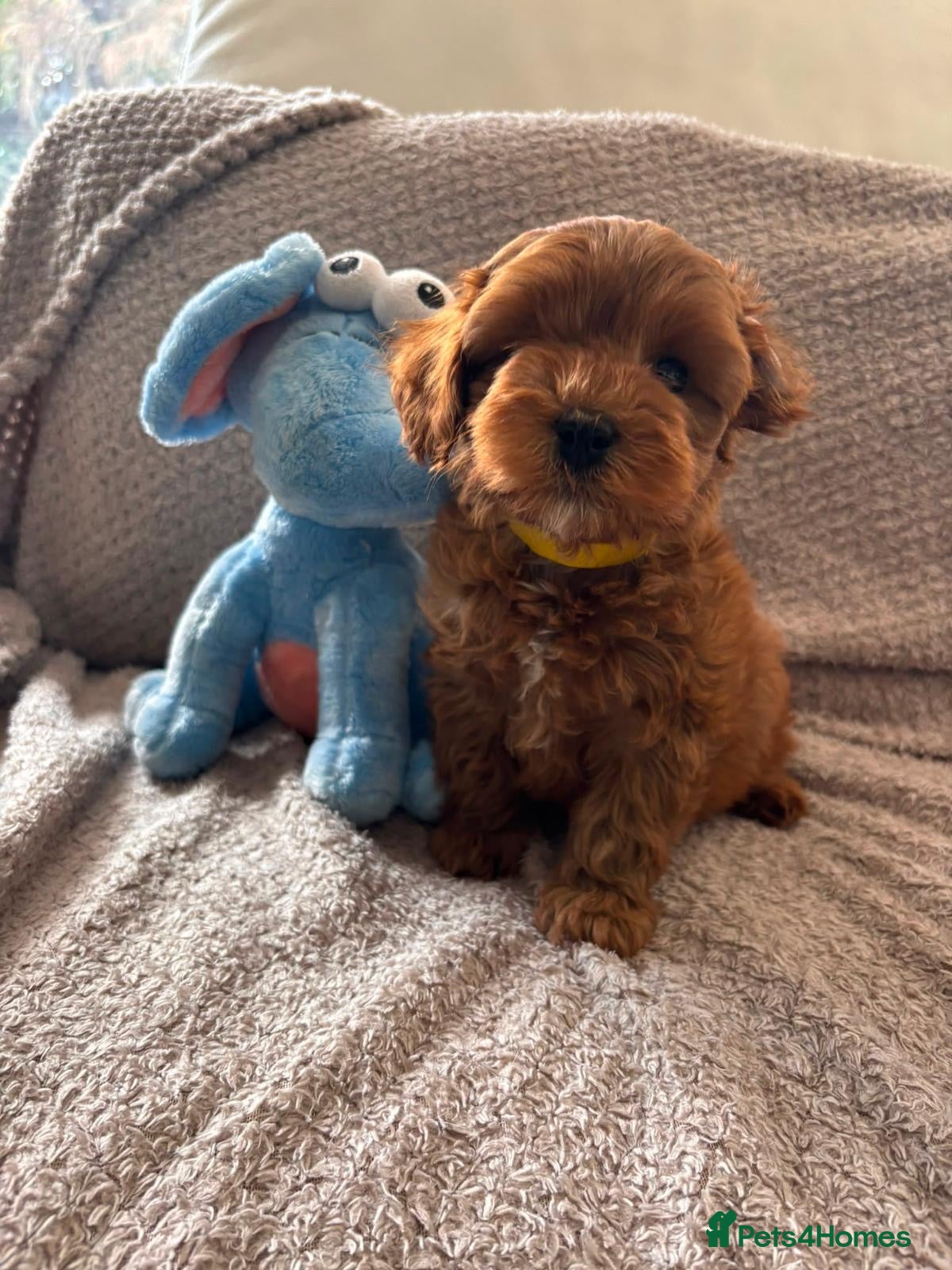 Cavapoo dogs Stunning red Cavapoo Ready Now - Advert 15