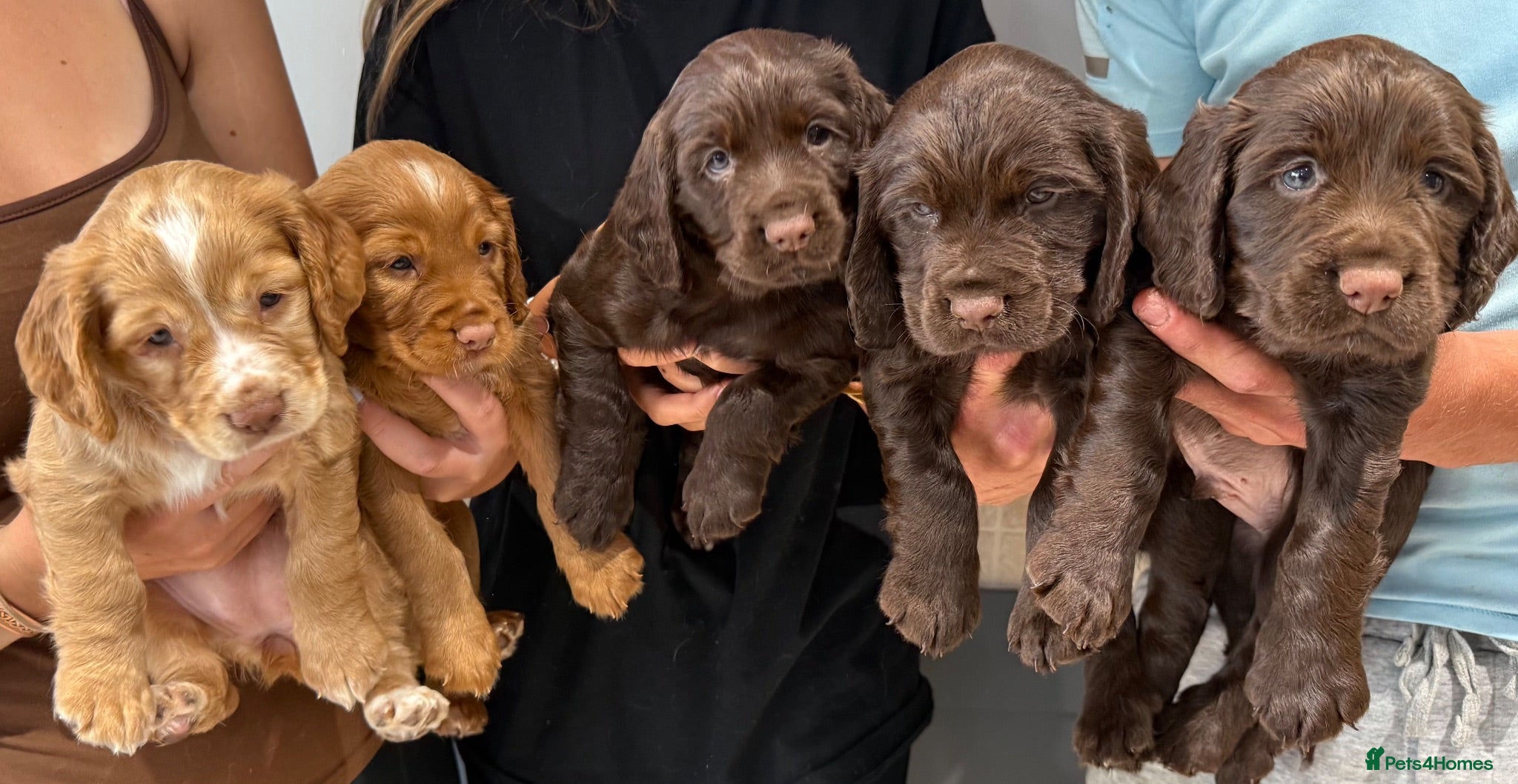 Cocker Spaniel dogs Working Cocker Spaniels from health tested parents - Advert 9