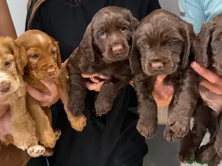 Cocker Spaniel dogs Working Cocker Spaniels from health tested parents - Advert 3