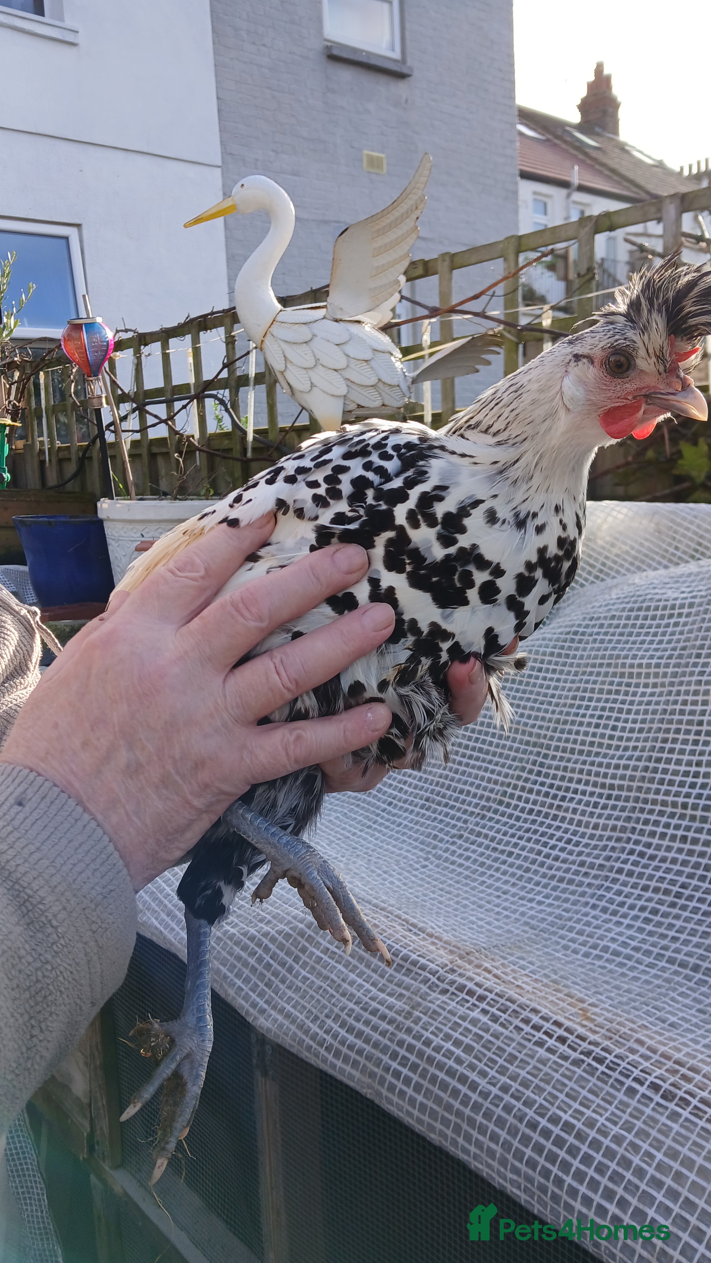 Chickens poultry Appenzeller hen available  - Advert 16