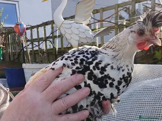 Chickens poultry Appenzeller hen available - Advert 16