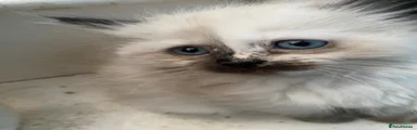Ragdoll Kitten 5