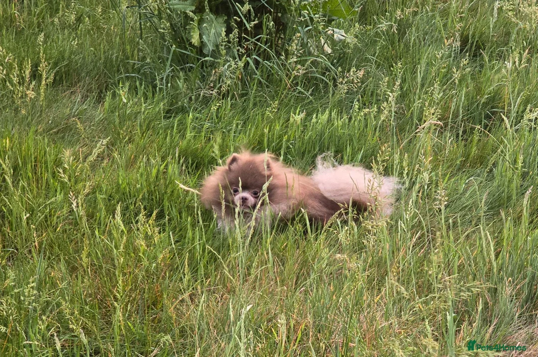 Pomeranian dogs for sale: Royal Kennel Club registered lavender lilac male in Maidstone - Advert 7