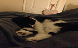 British Longhair cats for sale: Meet Tinca - Image 5