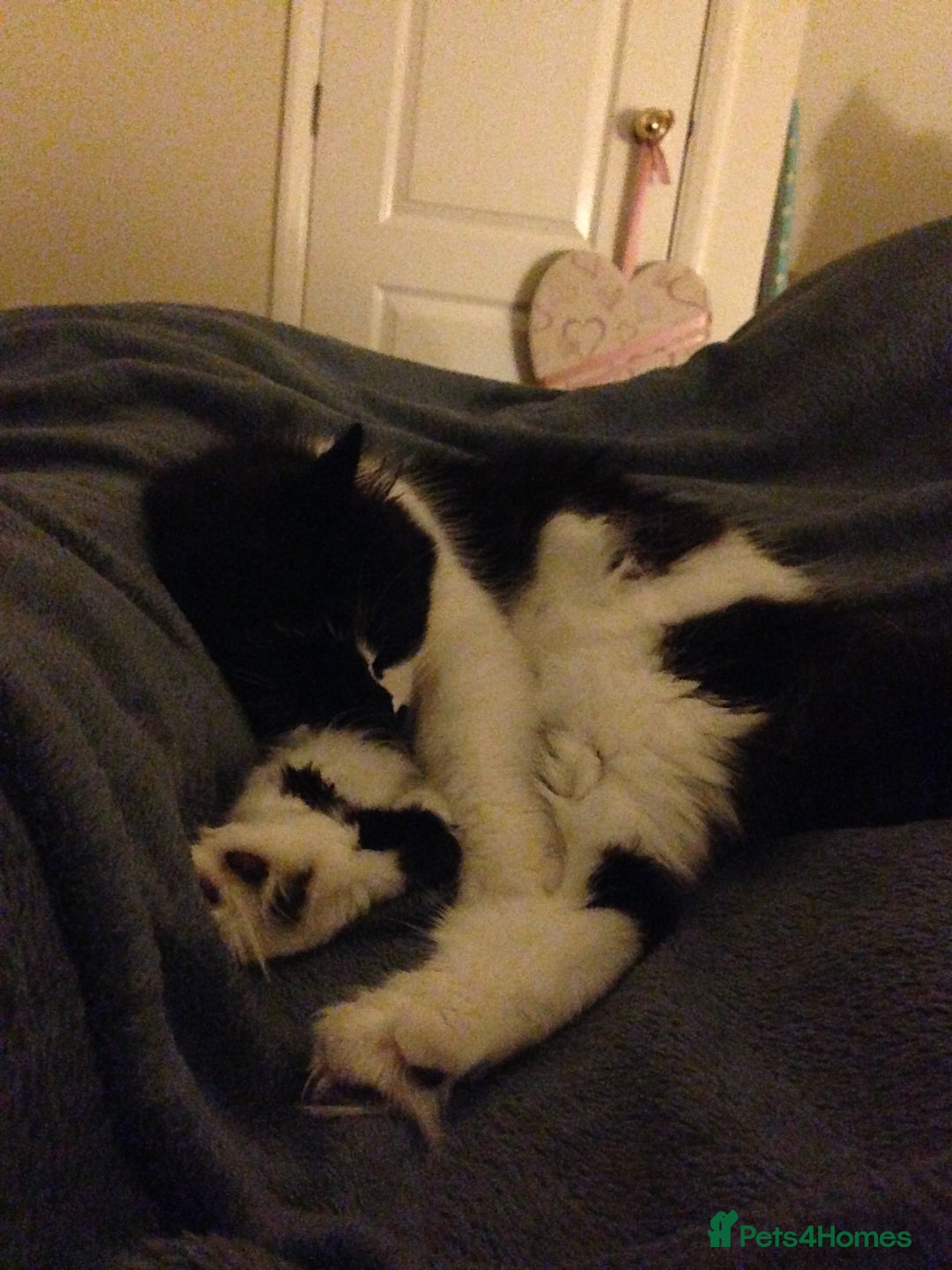 British Longhair cats for sale: Meet Tinca - Image 5