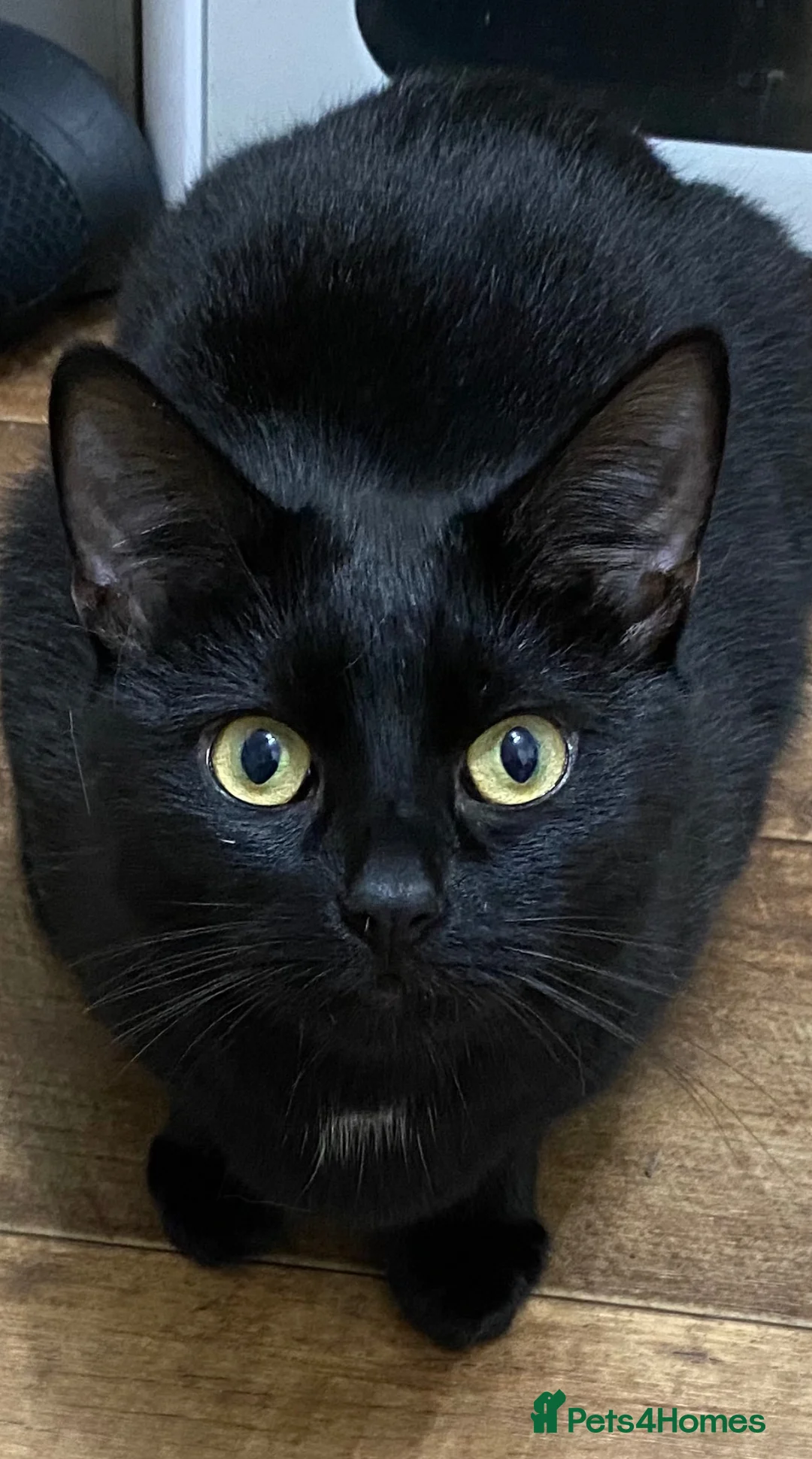 British Shorthair cats for sale: 6yr old male cat - Advert 1