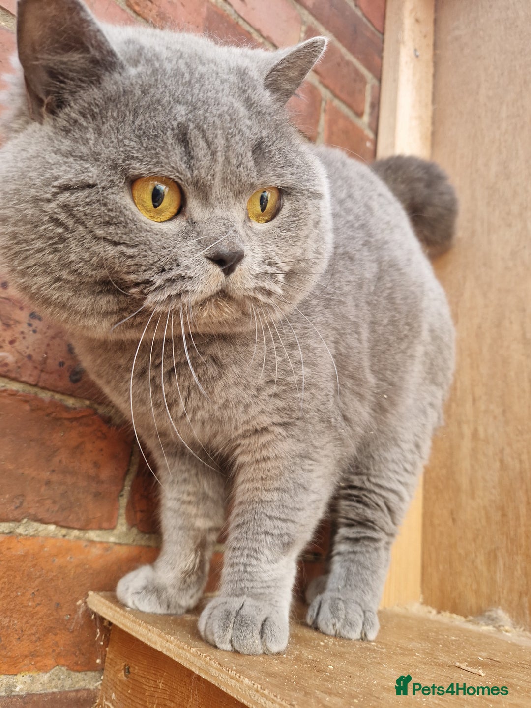 British Shorthair cats for sale: GCCF BRITISH SHORTHAIR KITTENS - Image 8