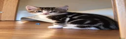 Mixed Breed cats for sale: 🐾 6 Adorable & Playful Kittens - 1 Girl & 5 Boys - Advert 9