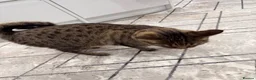 Mixed Breed cats for sale: Very Friendly Female Cat Looking for a Home 🙂 - Advert 8