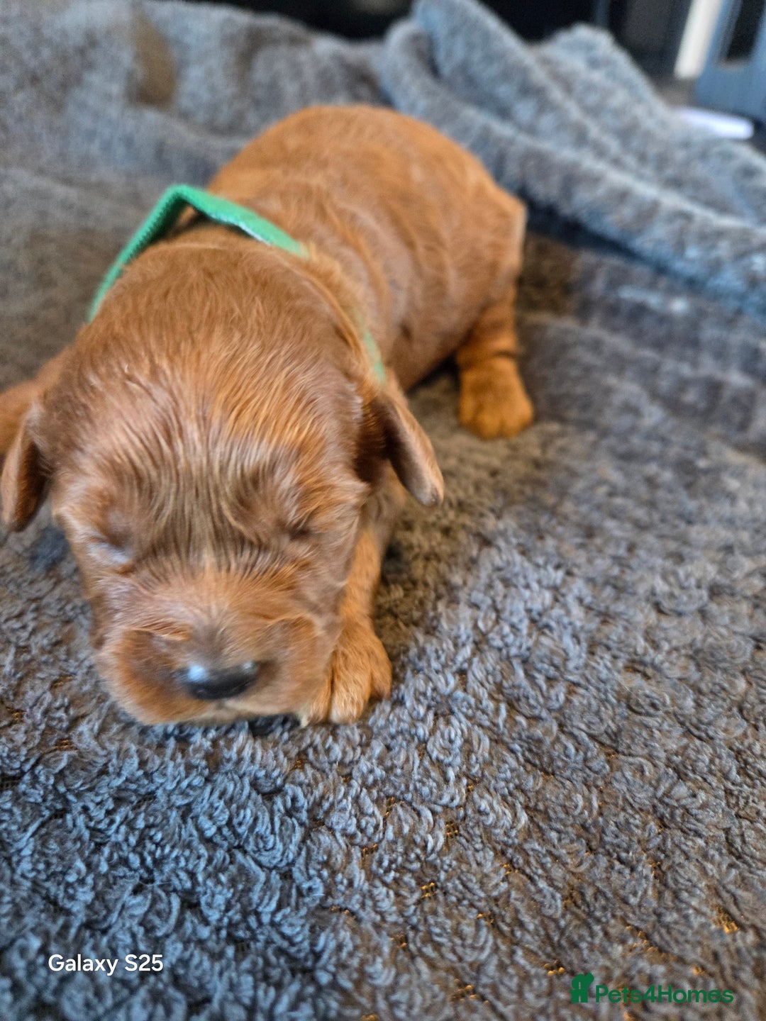 Cavapoo dogs for sale: Minature cavapoos - Advert 22