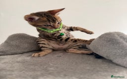 Bengal cats for sale: 5 Exceptional TICA Registered Glitter Bengals  in Bristol - Image 9