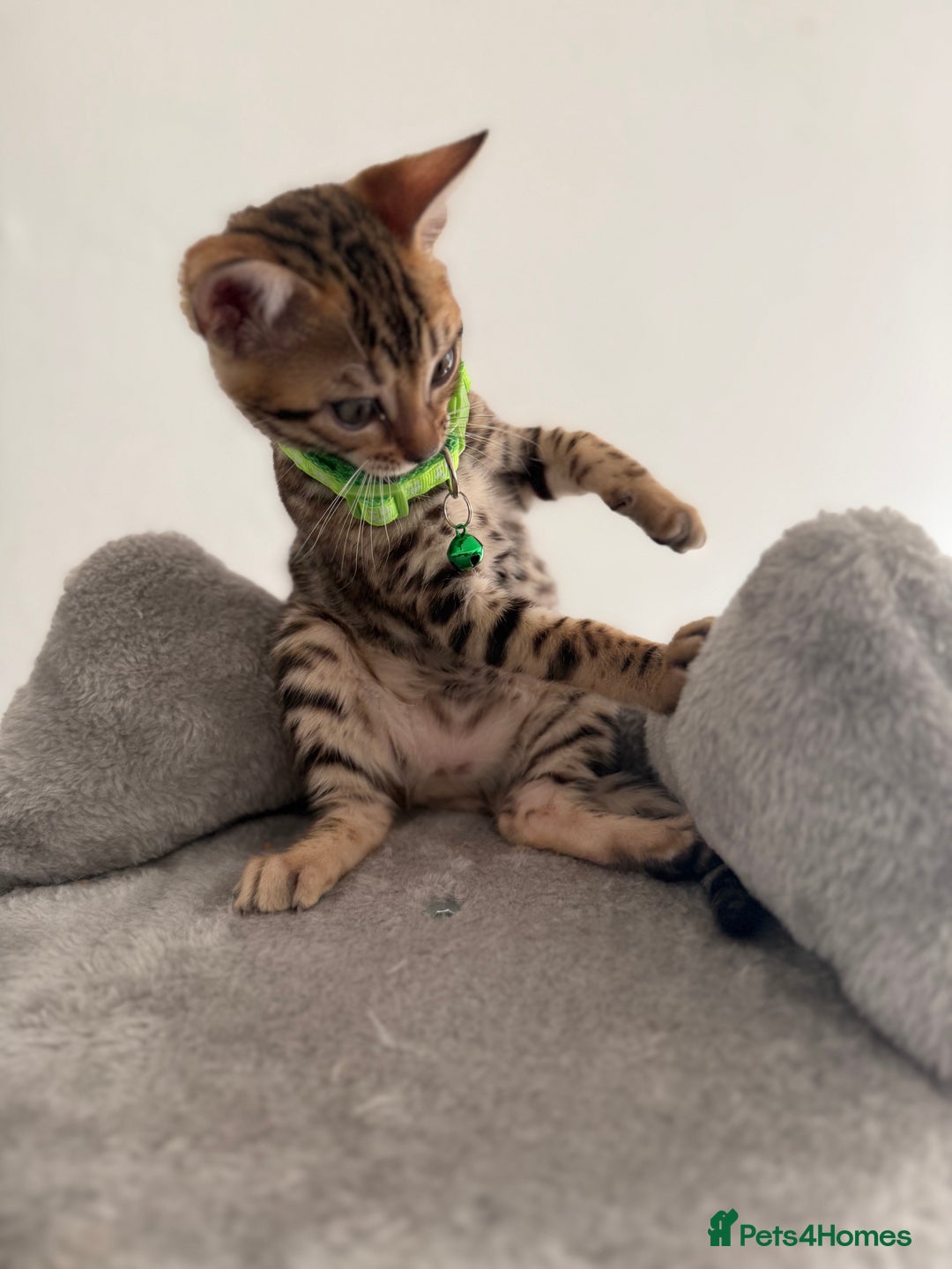 Bengal cats for sale: 5 Exceptional TICA Registered Glitter Bengals  in Bristol - Image 9