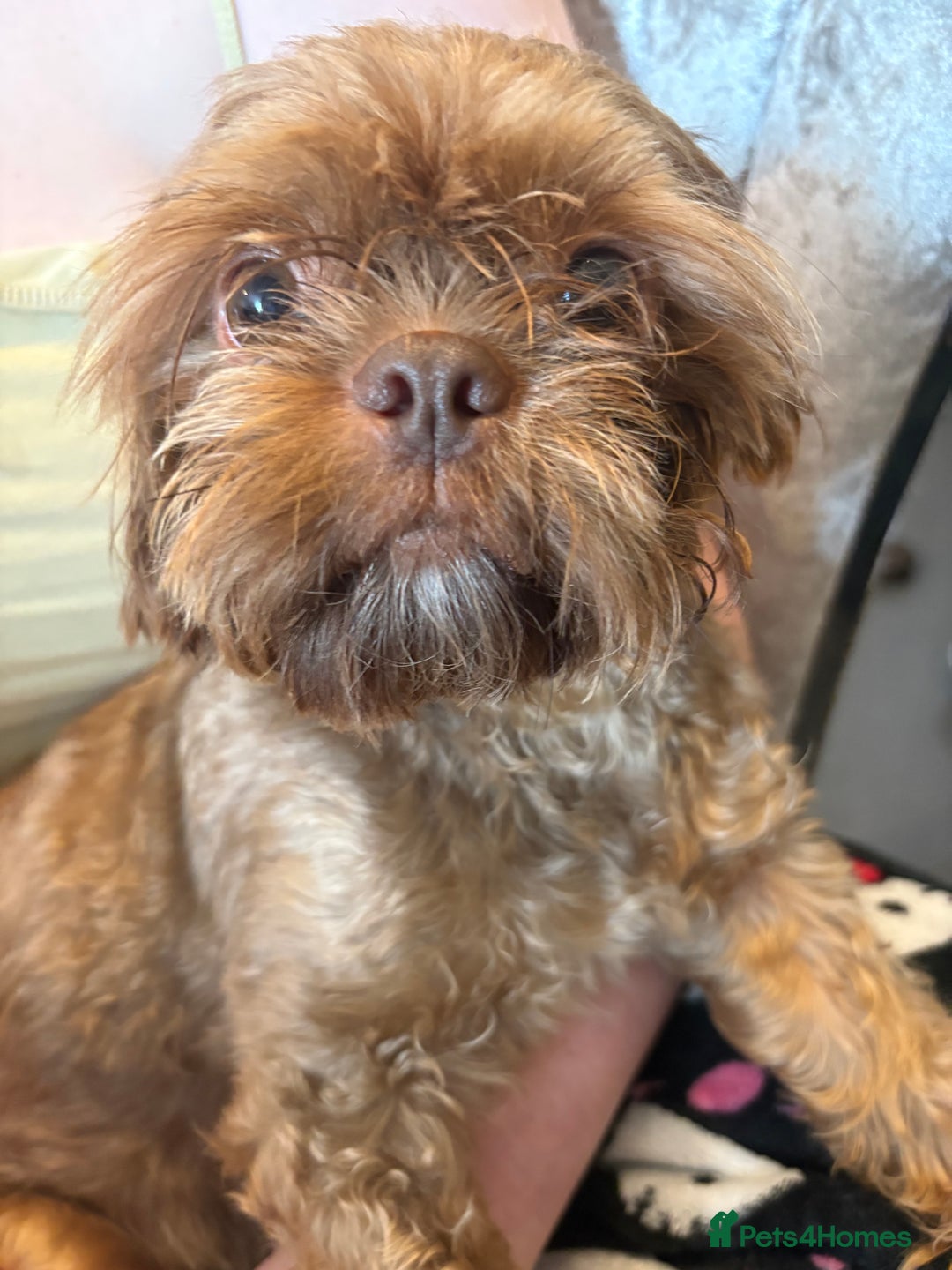Shih Tzu dogs for sale: Two Female Shihtzu  - Image 7