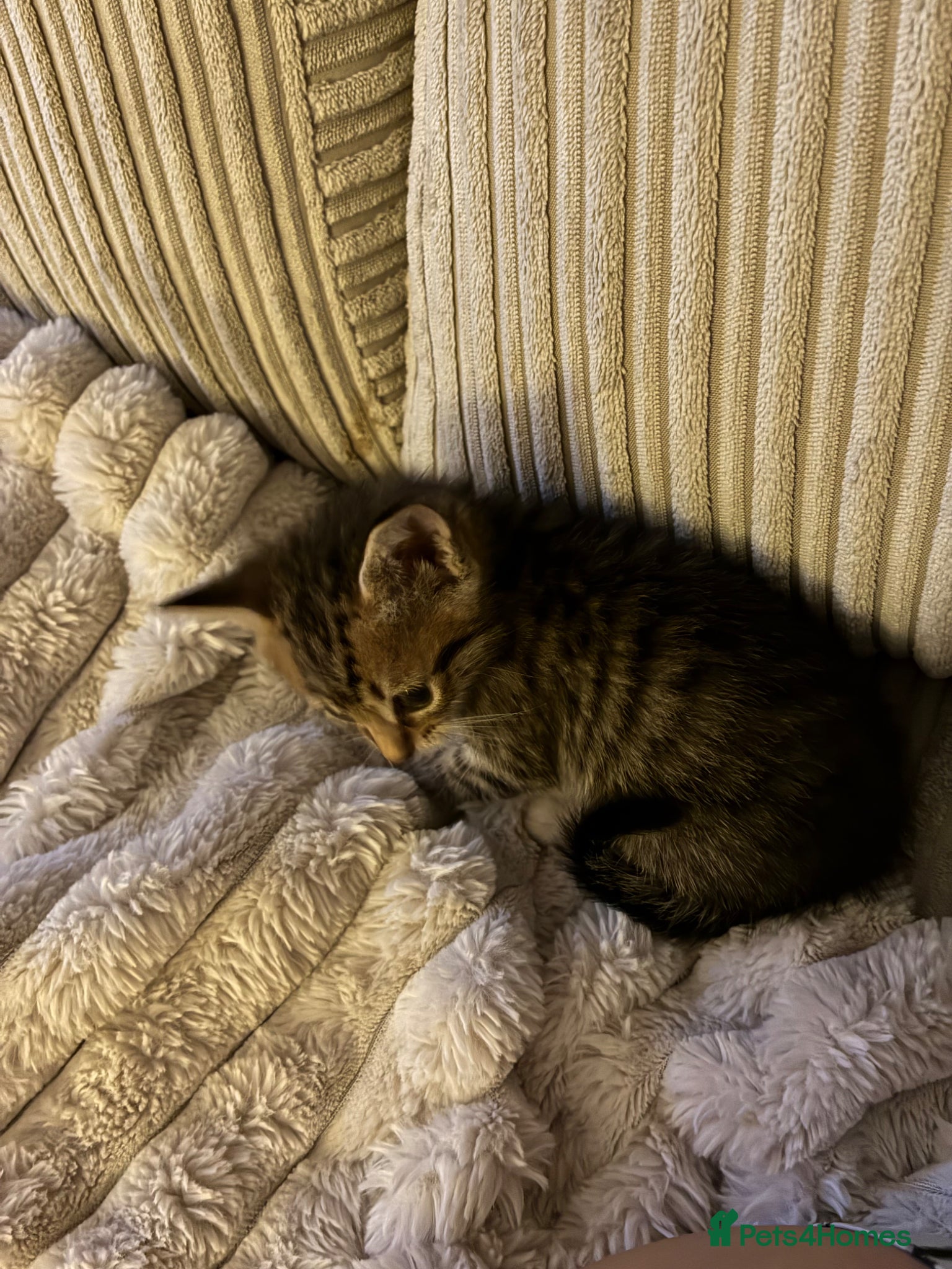 Mixed Breed cats for sale: 5 kittens for rehoming  in Droitwich - Advert 2