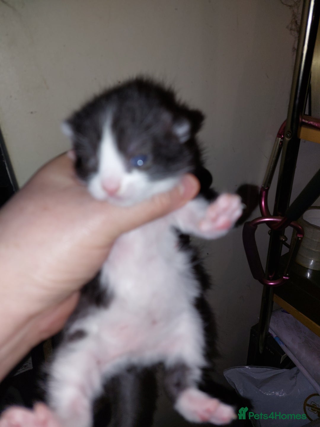 Mixed Breed cats for sale: 4 beautiful babies  - Advert 2