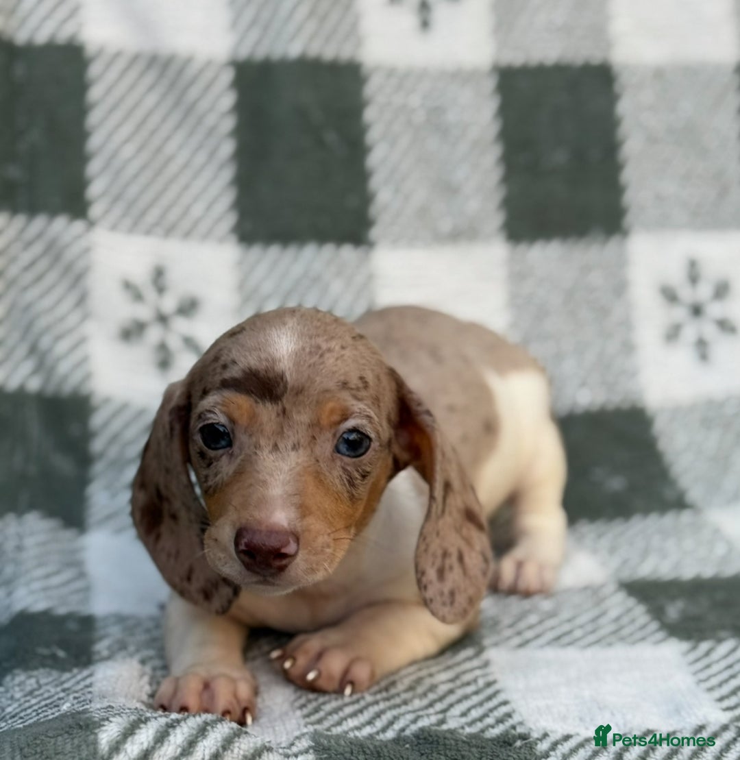 Miniature Dachshund dogs for sale: KC Reg Miniature Dachshund Puppies  - Image 5