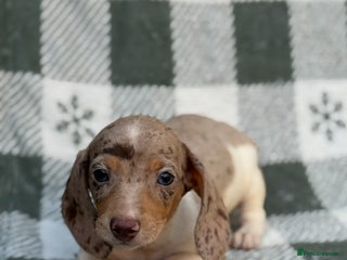 Miniature Dachshund dogs Miniature Dachshund Puppies - Advert 12