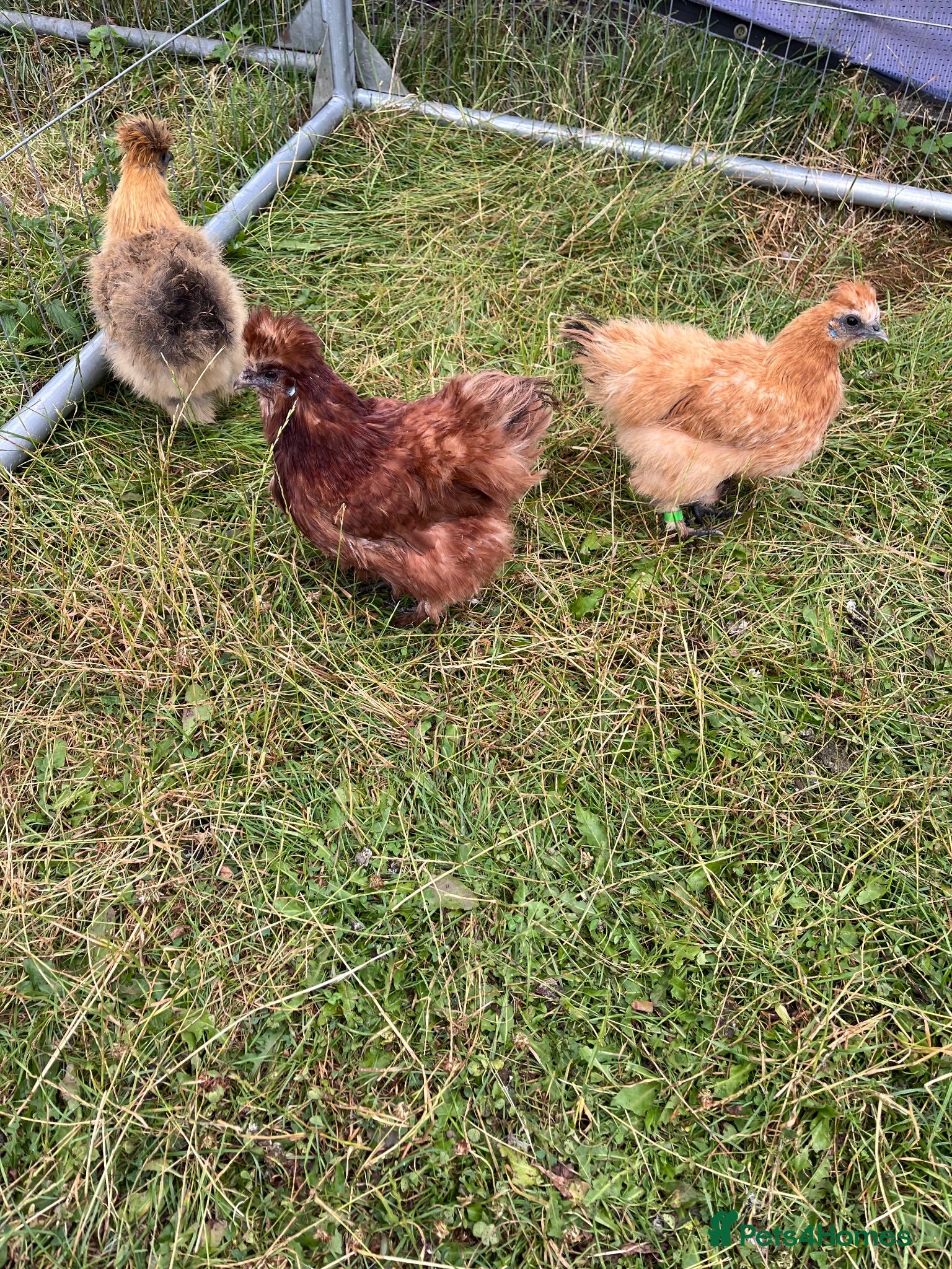 Chickens poultry Pure bred Silkie Pullets - Advert 1