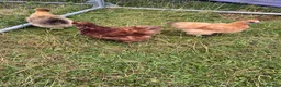 Chickens poultry for sale: Pure bred Silkie Pullets - Advert 1