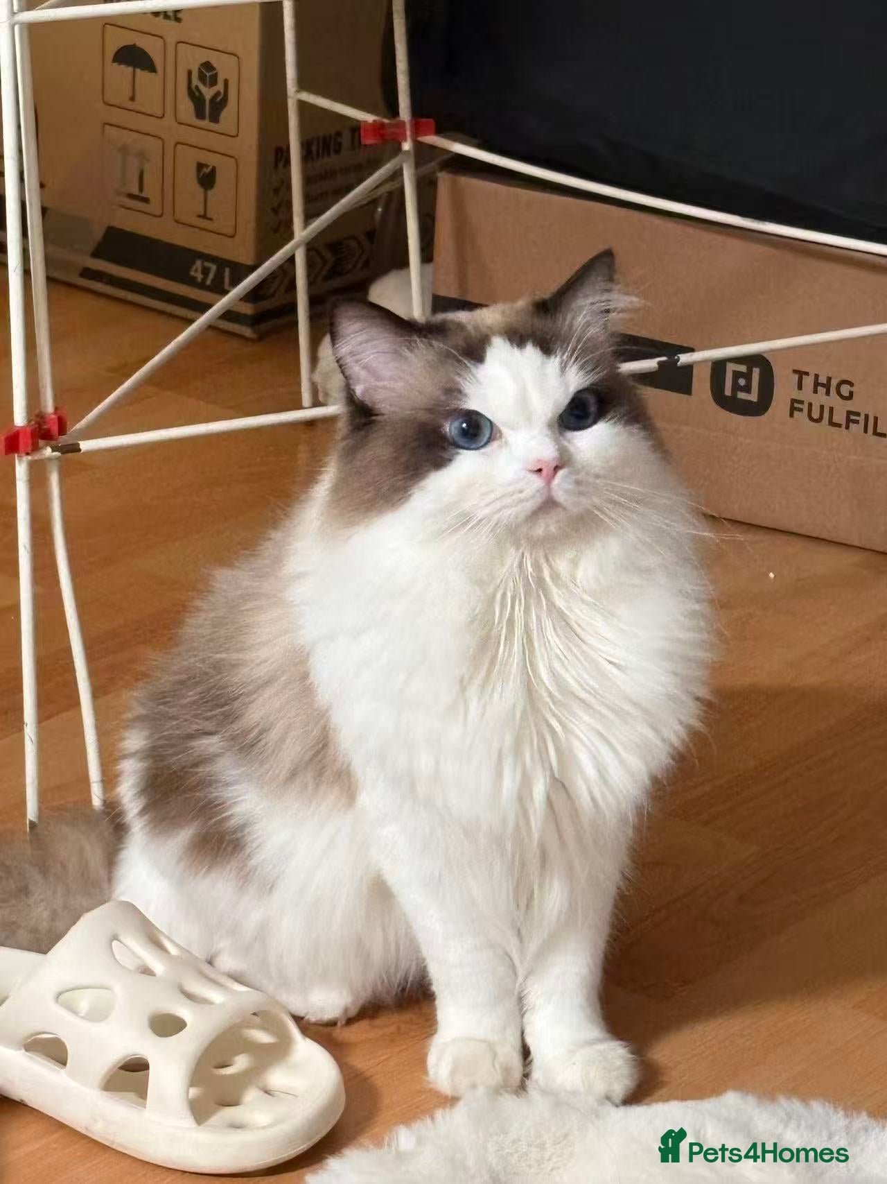 Ragdoll cats Ragdoll Stud Available – Exceptional open face - Advert 5