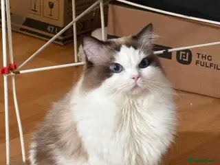 Ragdoll cats Ragdoll Stud Available – Exceptional open face - Advert 5