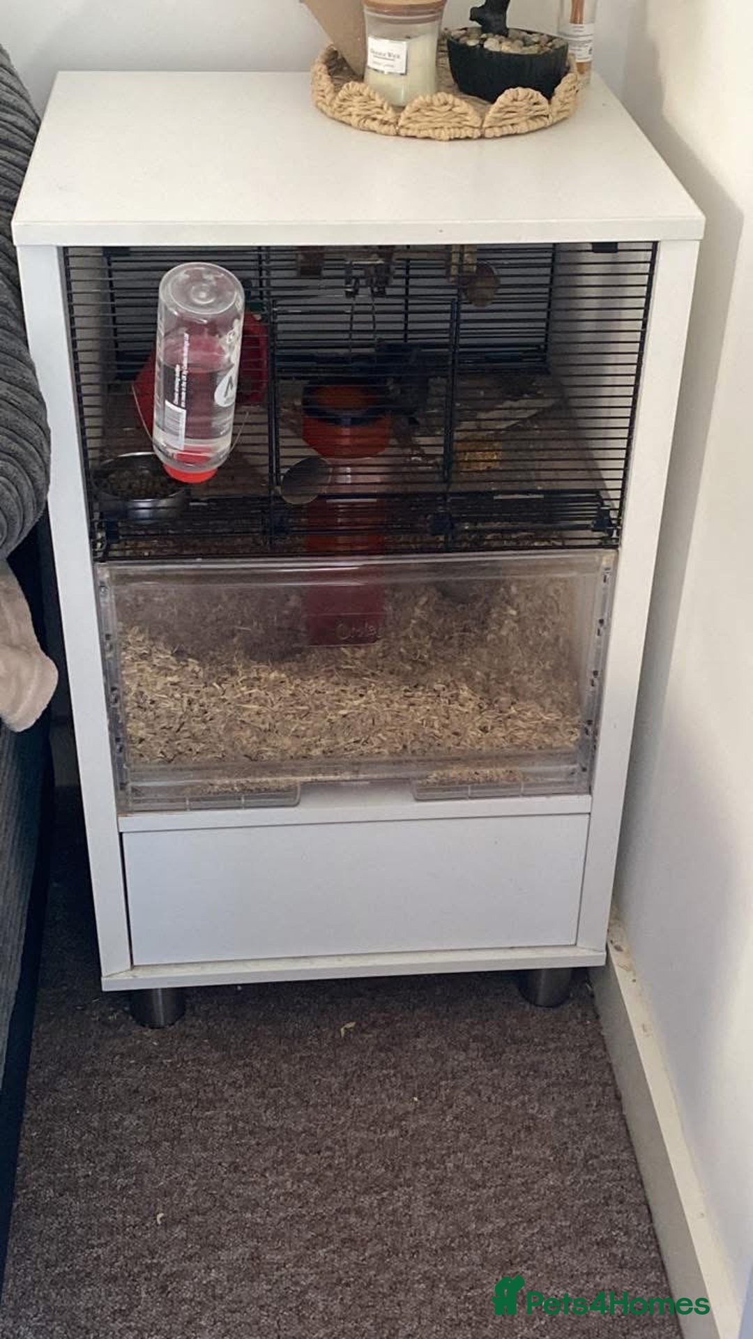 Gerbil rodents for sale: 2x Male gerbils  - Advert 3