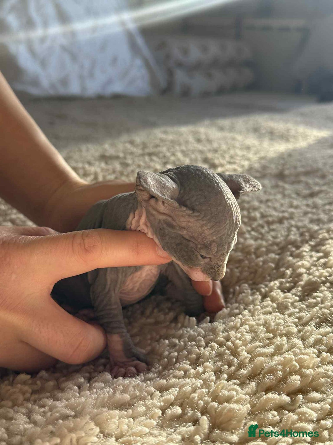 Sphynx cats for sale: Sphinx kittens 🩵❤️ - Advert 4