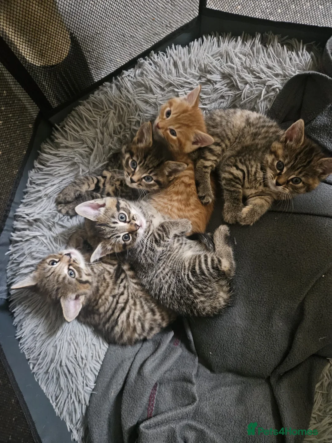 Bengal cats for sale: Bengal Kittens - Advert 2