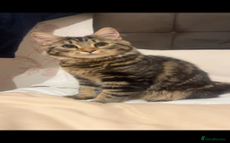 Siberian cats for sale: Beautiful Mixed Kittens-Siberian/Ragdoll/Longhair - Image 14