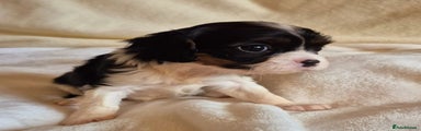 Cavalier King Charles Spaniel Puppy 6