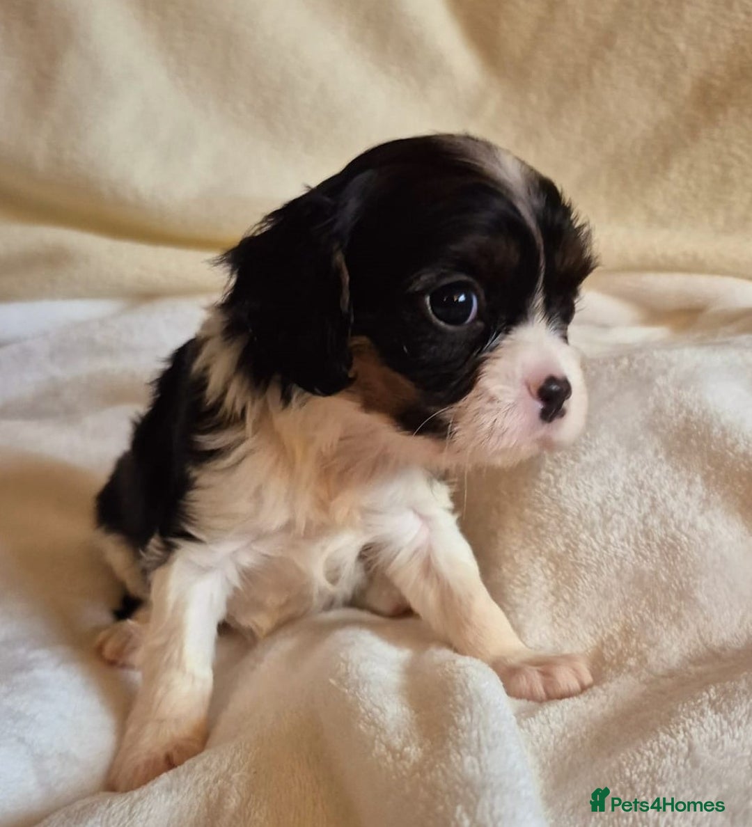 Cavalier King Charles Spaniel dogs for sale: Health Tested Cavalier King Charles Spaniel Puppy - Advert 6