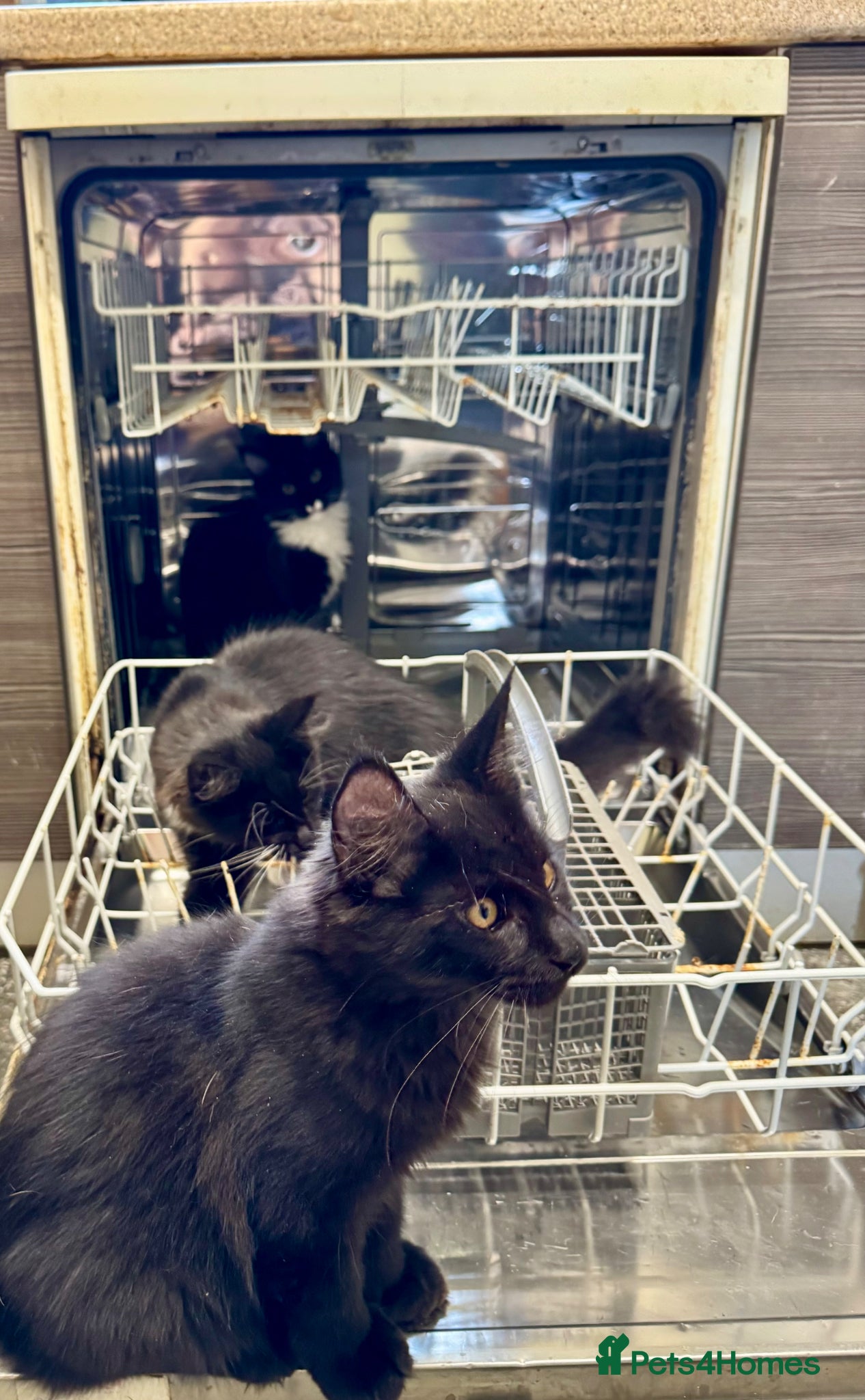 Maine Coon cats TICA ACTIVE MAINE COON BOY - LAST ONE REMAINING 😻 - Advert 2