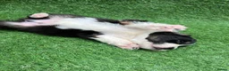 Australian Shepherd dogs for sale: Australian Shepherd Puppies  - Advert 16