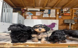Mixed Breed dogs for sale: Daxiepoos (council licensed breeders) - Image 9